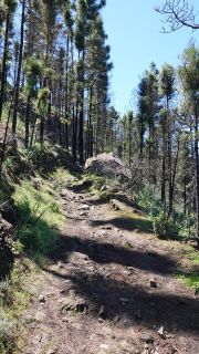 2022-03-GranCan-Mirador_Sargento-Trekking-PM-NN-77.JPG